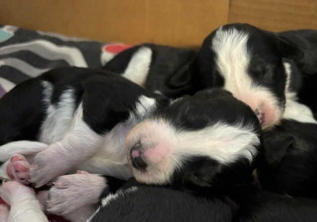 Border collie x cocker spaniel puppies for sale in Selby, North Yorkshire - Image 2