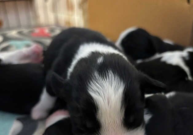 Border collie x cocker spaniel puppies for sale in Selby, North Yorkshire - Image 3