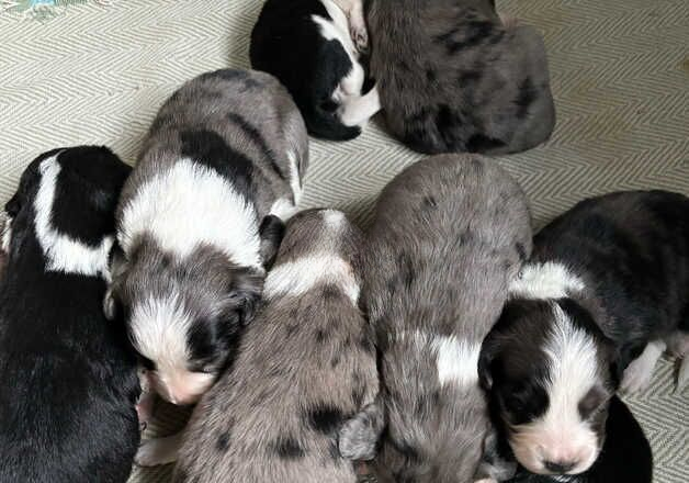 Border collie x cocker spaniel puppies for sale in Selby, North Yorkshire