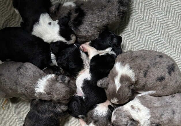 Border collie x cocker spaniel puppies for sale in Selby, North Yorkshire - Image 2