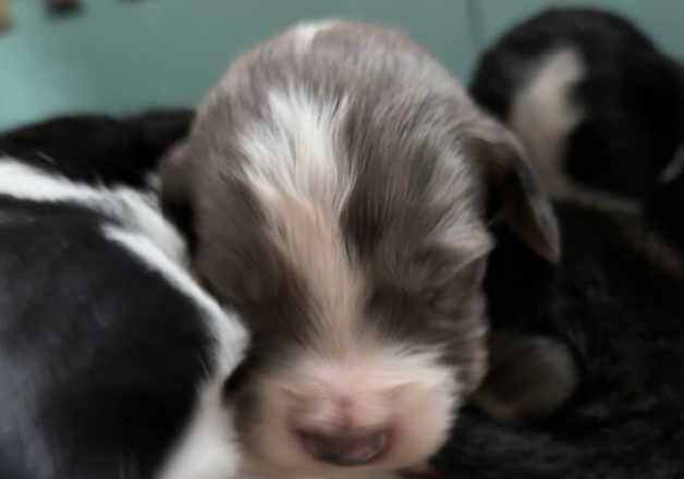 Border collie x cocker spaniel puppies for sale in Selby, North Yorkshire - Image 3