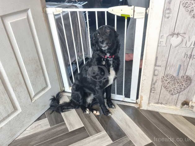 Border collie x golden retreiver for sale in Kilmarnock, East Ayrshire