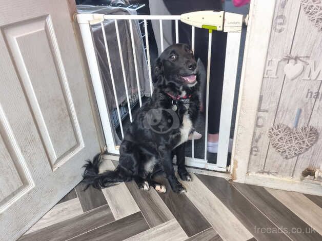 Border collie x golden retreiver for sale in Kilmarnock, East Ayrshire - Image 2