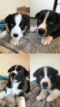 Border Collie X Husky pups for sale in Bury St Edmunds, Suffolk