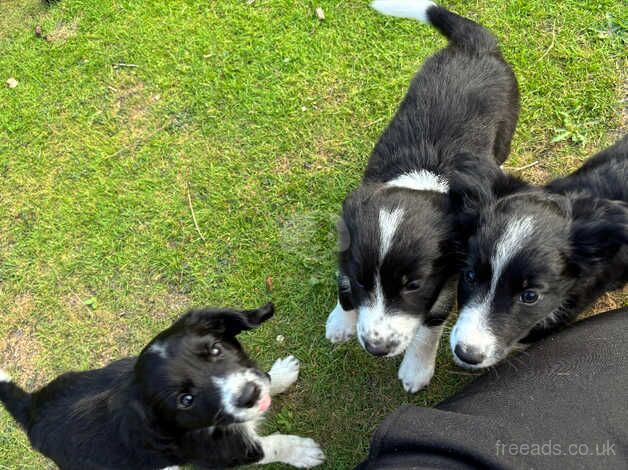 Border collie x for sale in Reading, Berkshire