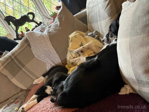 Border collie x for sale in Reading, Berkshire