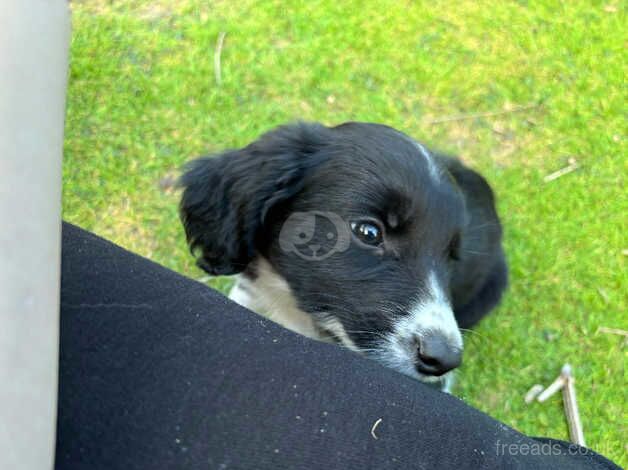 Border collie x for sale in Reading, Berkshire - Image 4