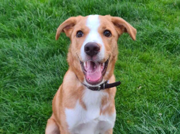 Border Collie x Labrador 7 months old for sale in York, Lancashire