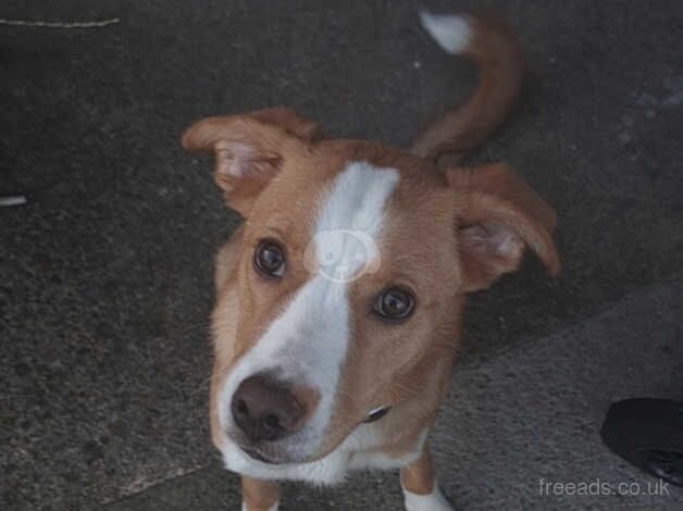 Border Collie x Labrador 7 months old for sale in York, Lancashire - Image 3