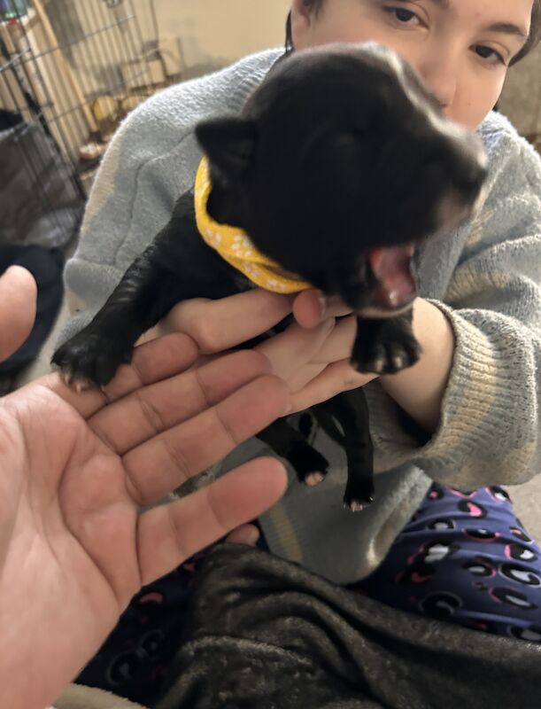 Border collie x lurcher pups for sale in Marske, North Yorkshire - Image 3