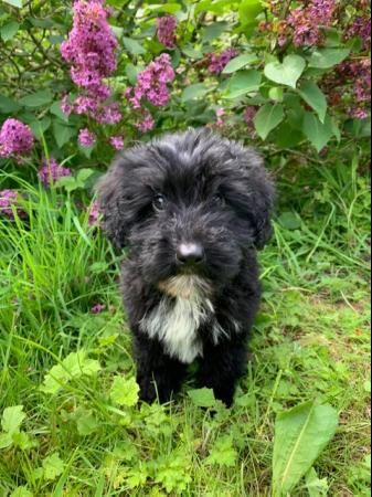 Border Collie x Poodle Puppies for sale in Norwich, Norfolk - Image 1