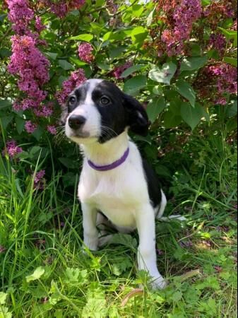 Border Collie x Poodle Puppies for sale in Norwich, Norfolk - Image 2
