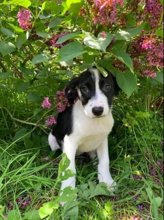 Border Collie x Poodle Puppies for sale in Norwich, Norfolk - Image 3