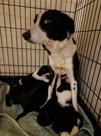 Border Collie x Poodle Puppies for sale in Norwich, Norfolk - Image 4