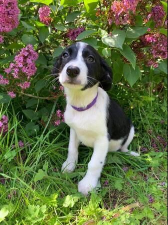 Border Collie x Poodle Puppies for sale in Norwich, Norfolk - Image 5