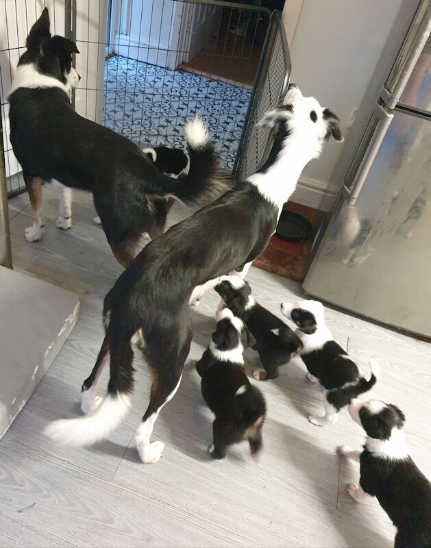 Border collie x saluki greyhound puppies for sale in Liverpool, Merseyside - Image 7