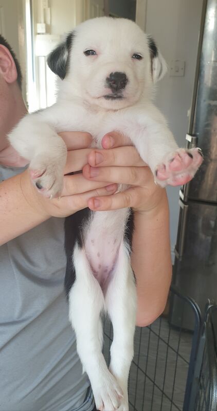 Border collie x saluki greyhound puppies for sale in Liverpool, Merseyside - Image 8