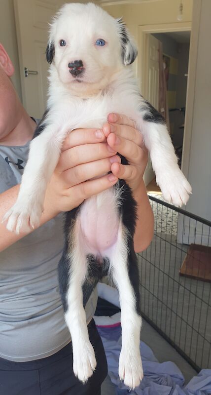 Border collie x saluki greyhound puppies for sale in Liverpool, Merseyside - Image 12