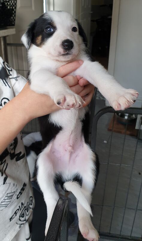 Border collie x saluki greyhound puppies for sale in Liverpool, Merseyside - Image 13