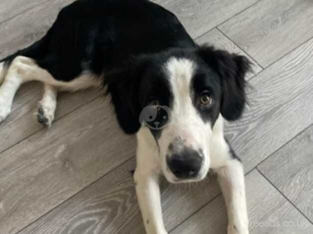 Border collie x Spaniel for sale in Bristol - Image 1