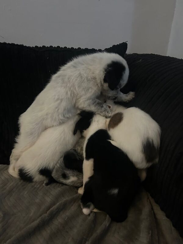 Border Collie x Welsh Sheep Dog puppies for sale in Ferndale, Rhondda Cynon Taf