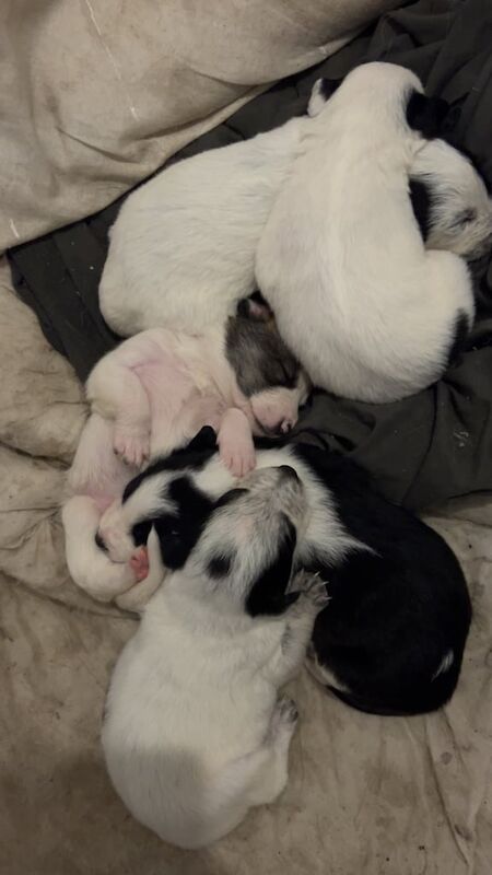 Border Collie x Welsh Sheep Dog puppies for sale in Ferndale, Rhondda Cynon Taf - Image 2