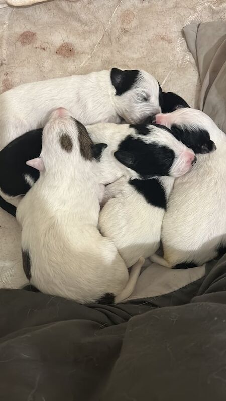 Border Collie x Welsh Sheep Dog puppies for sale in Ferndale, Rhondda Cynon Taf - Image 3