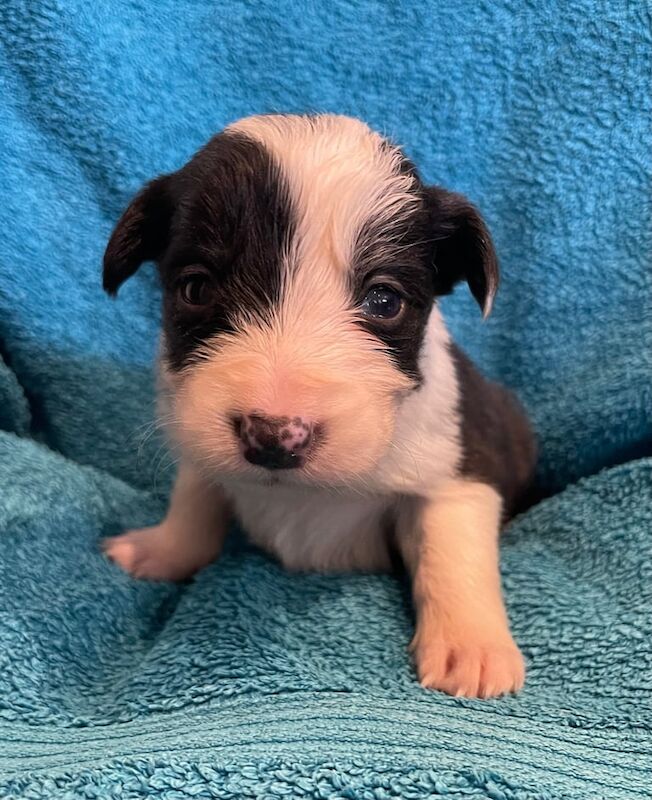 Border Collies for sale in Axbridge, Somerset