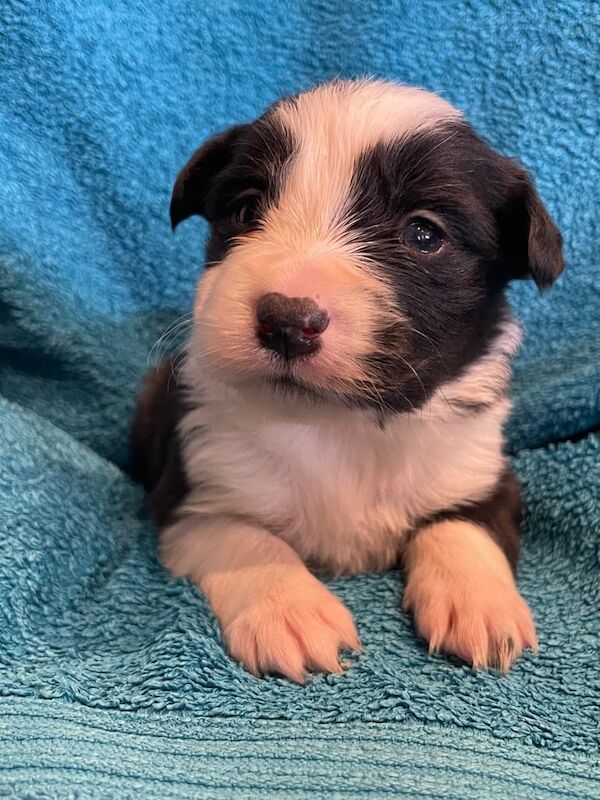 Border Collies for sale in Axbridge, Somerset - Image 2