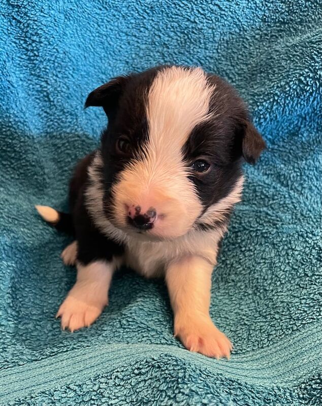 Border Collies for sale in Axbridge, Somerset - Image 3