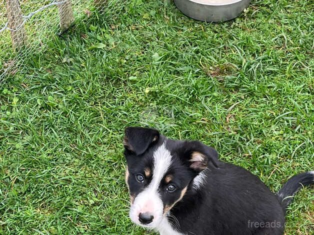 Border collies for sale in Fishguard/Abergwaun, Pembrokeshire - Image 1