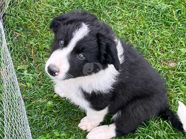 Border collies for sale in Fishguard/Abergwaun, Pembrokeshire - Image 2