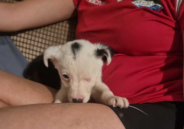 Border Collies for sale in Bala/Y Bala, Gwynedd - Image 3