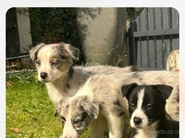 Border Collies for sale in Barnsley, South Yorkshire