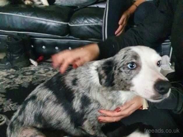 Border Collies for sale in Barnsley, South Yorkshire - Image 2