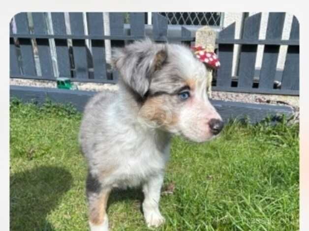 Border Collies for sale in Barnsley, South Yorkshire - Image 3