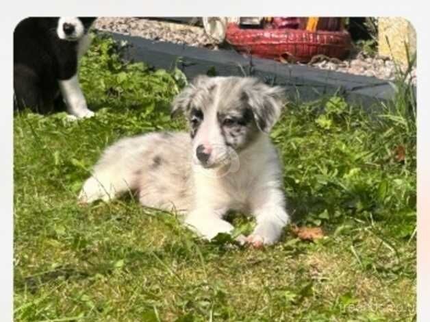 Border Collies for sale in Barnsley, South Yorkshire - Image 4