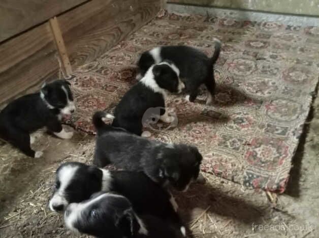 Border Collies for sale in Beaworthy, Devon - Image 1