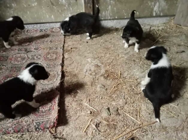 Border Collies for sale in Beaworthy, Devon - Image 2