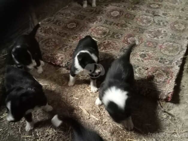 Border Collies for sale in Beaworthy, Devon - Image 3