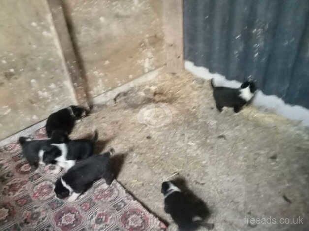 Border Collies for sale in Beaworthy, Devon - Image 4