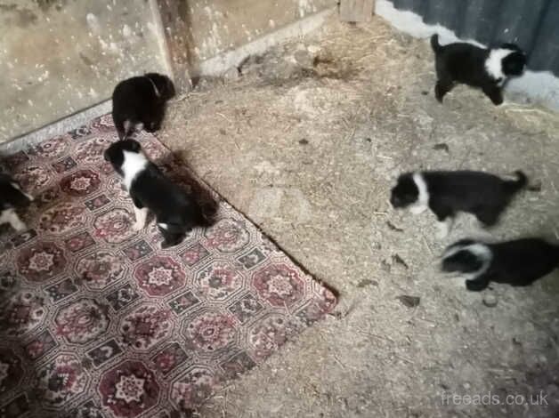 Border Collies for sale in Beaworthy, Devon - Image 5