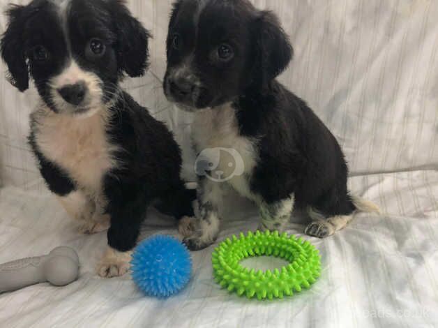 Border collies for sale in Tenterden, Kent