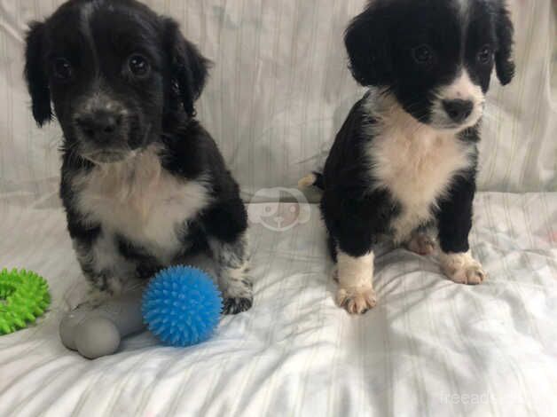 Border collies for sale in Tenterden, Kent - Image 2