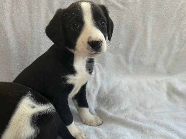 Border collies for sale in Tenterden, Kent - Image 4