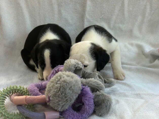 Border collies for sale in Tenterden, Kent - Image 5