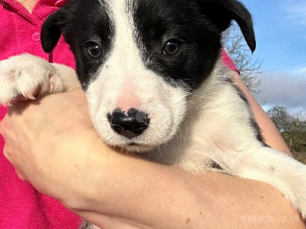 Border collies for sale in Stirling, Stirling