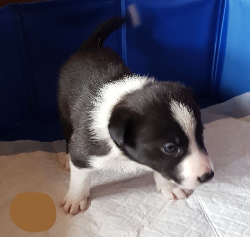 Border Collies Puppies for sale in Manchester, Greater Manchester