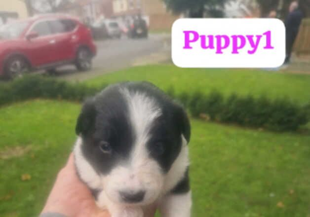 Border collies puppies for sale in Newcastle upon Tyne, Tyne and Wear