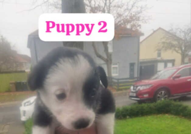 Border collies puppies for sale in Newcastle upon Tyne, Tyne and Wear - Image 2